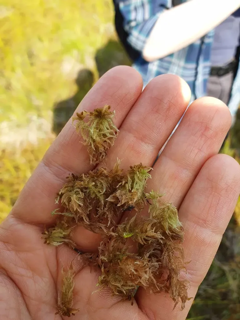 Baltic Sphagnum