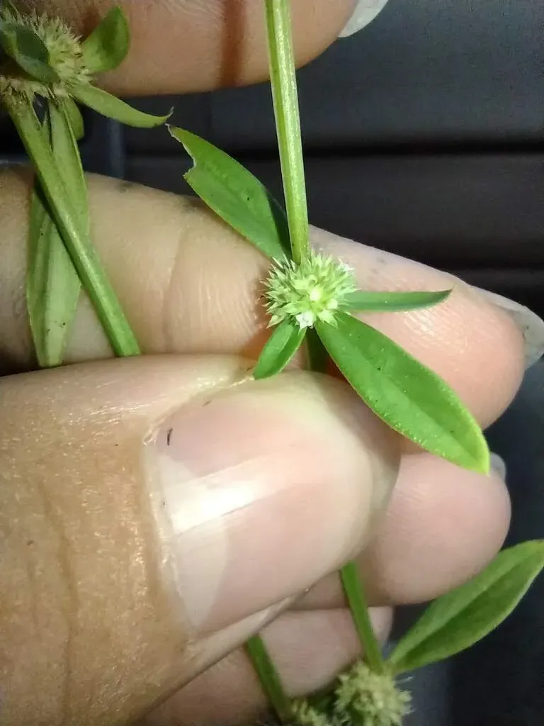 Prostrate False Buttonweed