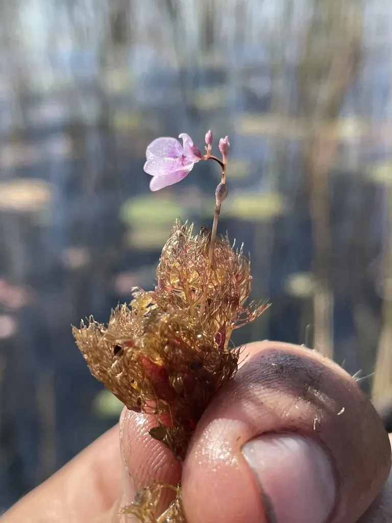 Utricularia Benjaminiana