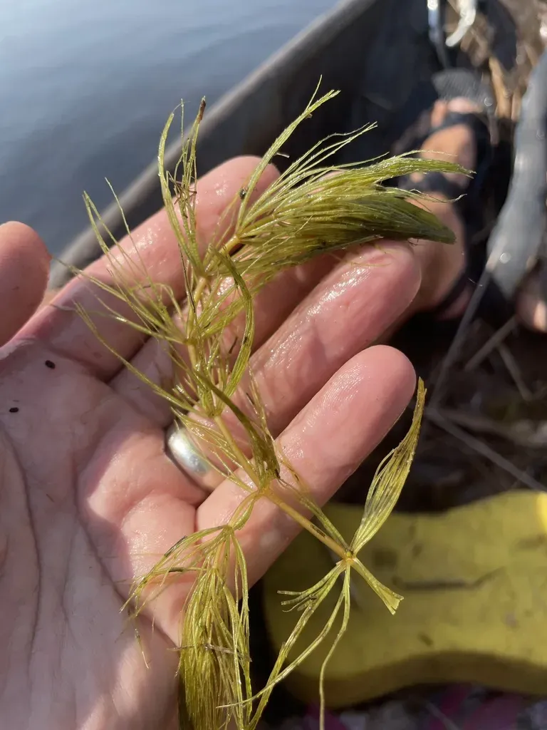 Prickly Hornwort