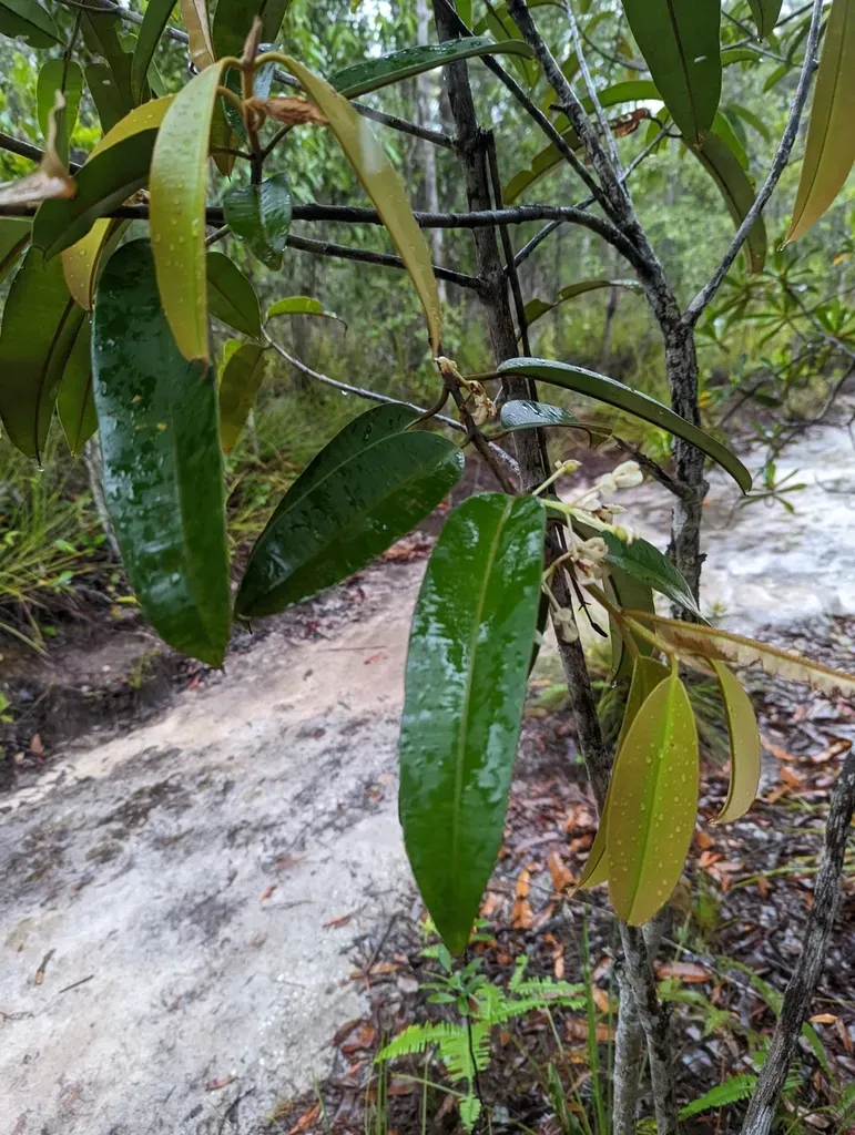 Calophyllum Lanigerum