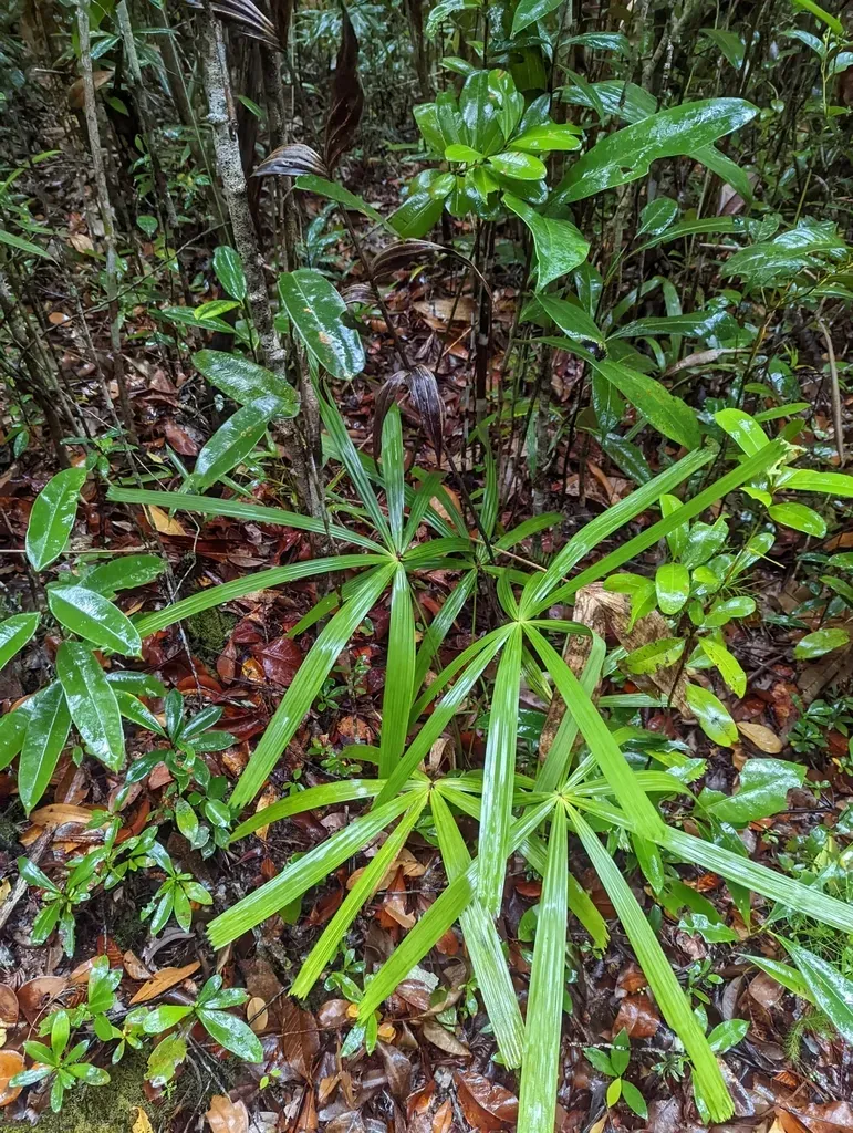 Licuala Bidentata
