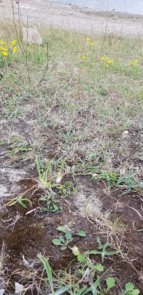 Didymodon Icmadophilus