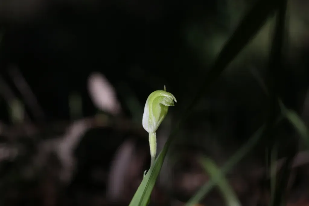 Pterostylis Brevisepala