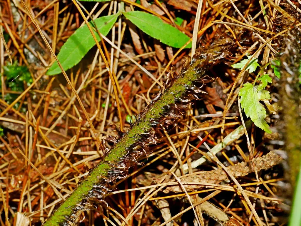 Dryopteris Edwardsii