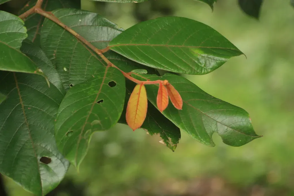 Cryptocarya Anamalayana