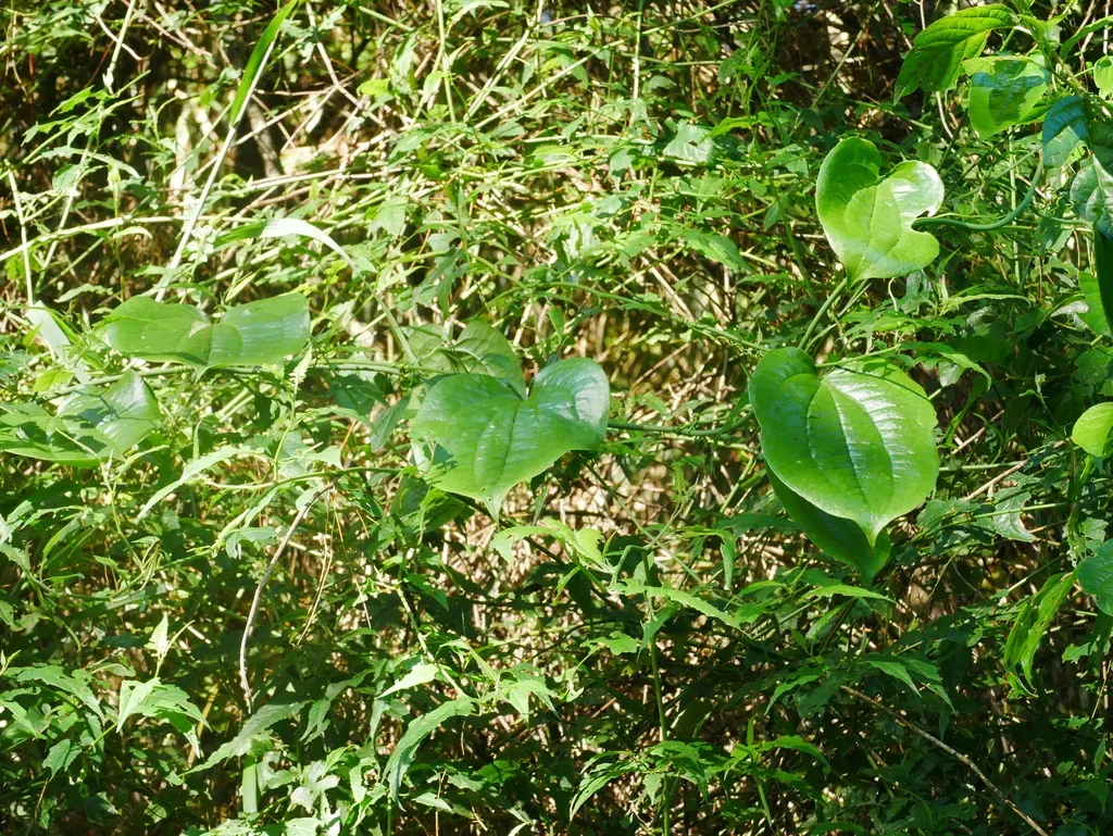 Smilax Seisuiensis