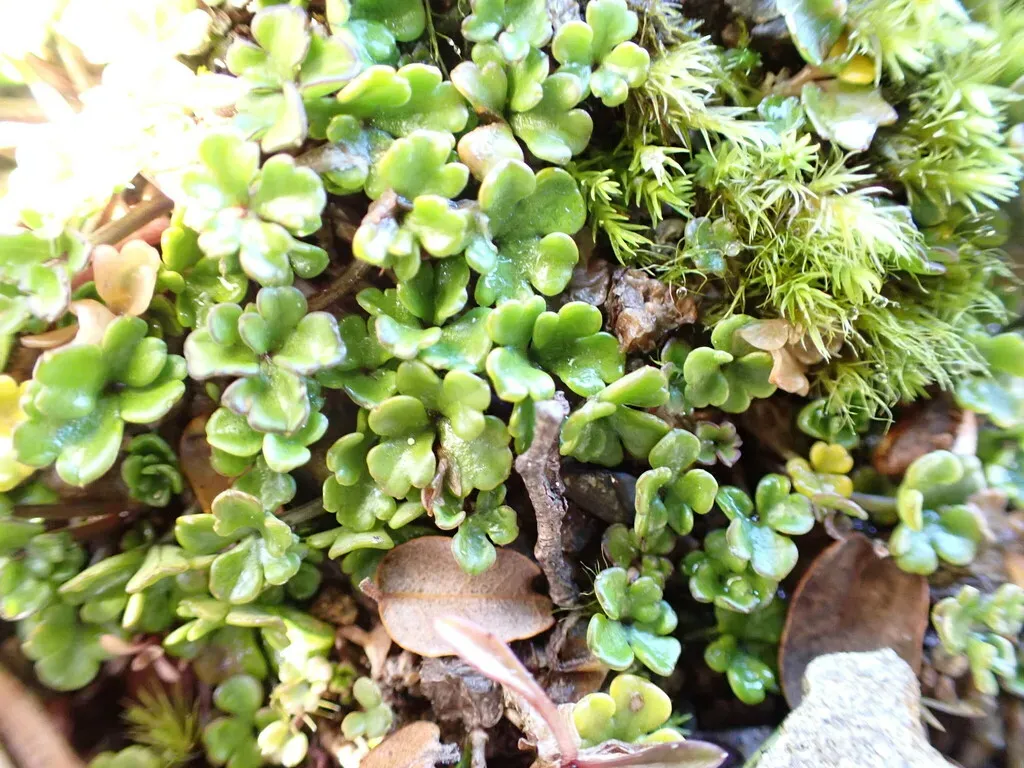 Azorella Hydrocotyloides