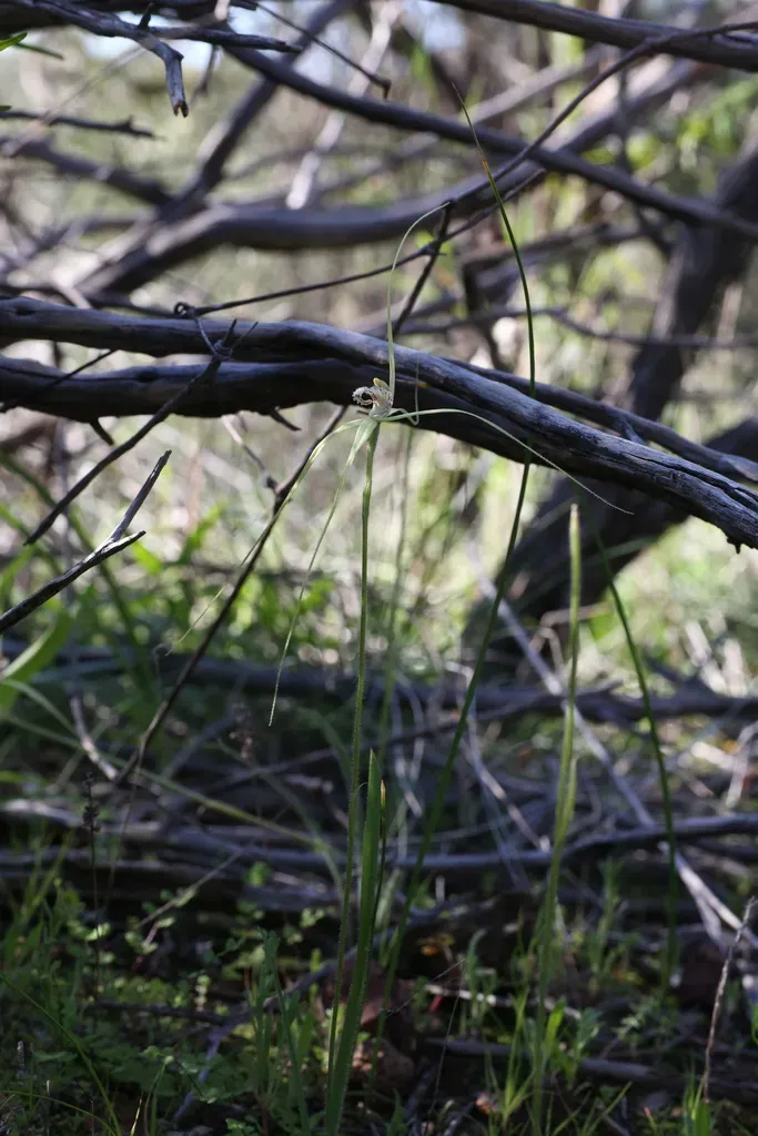Caladenia Elegans