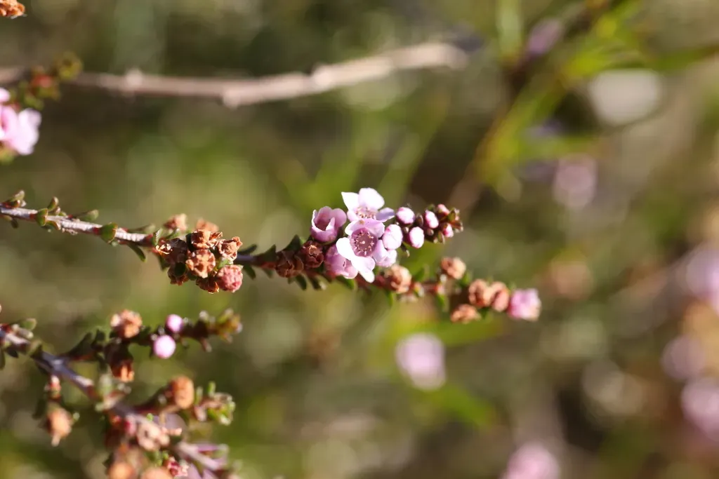 Thryptomene Denticulata