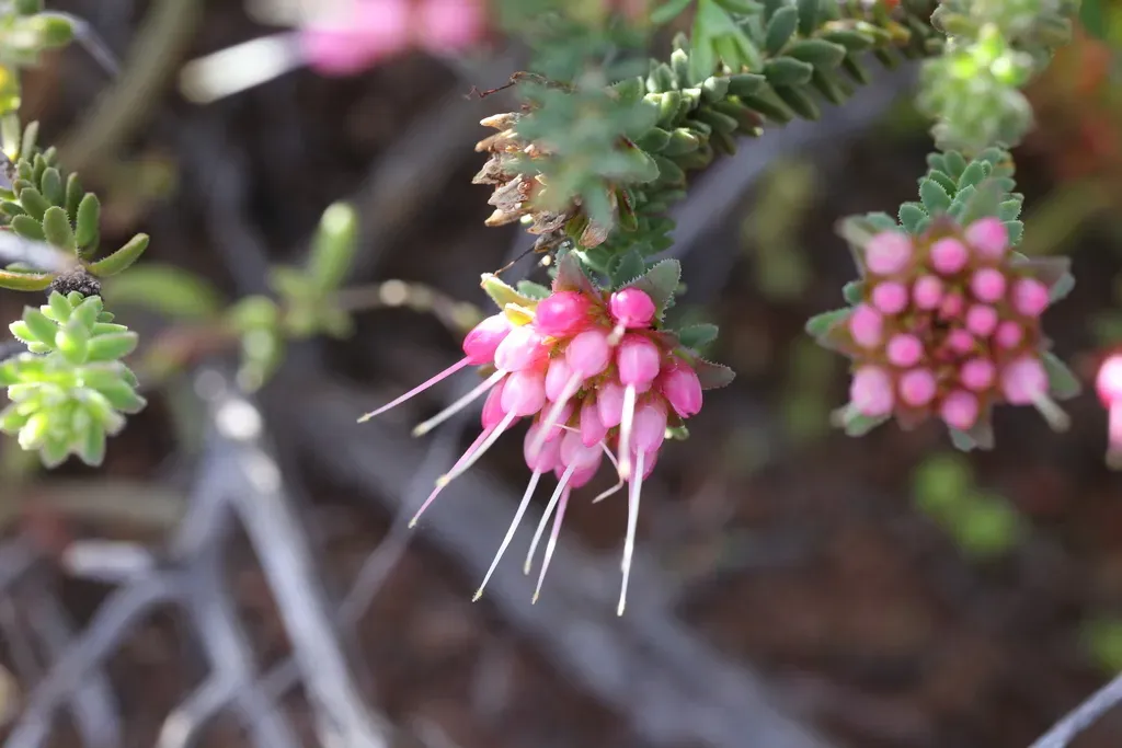 Darwinia Oldfieldii