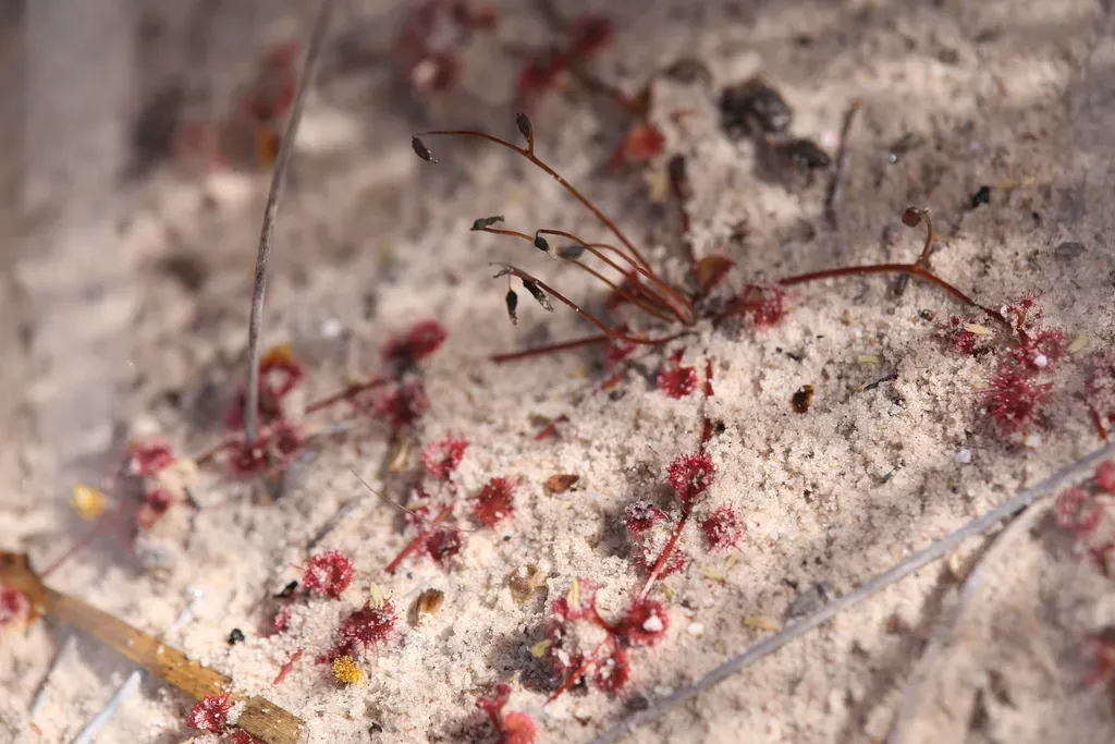 Drosera Prostrata