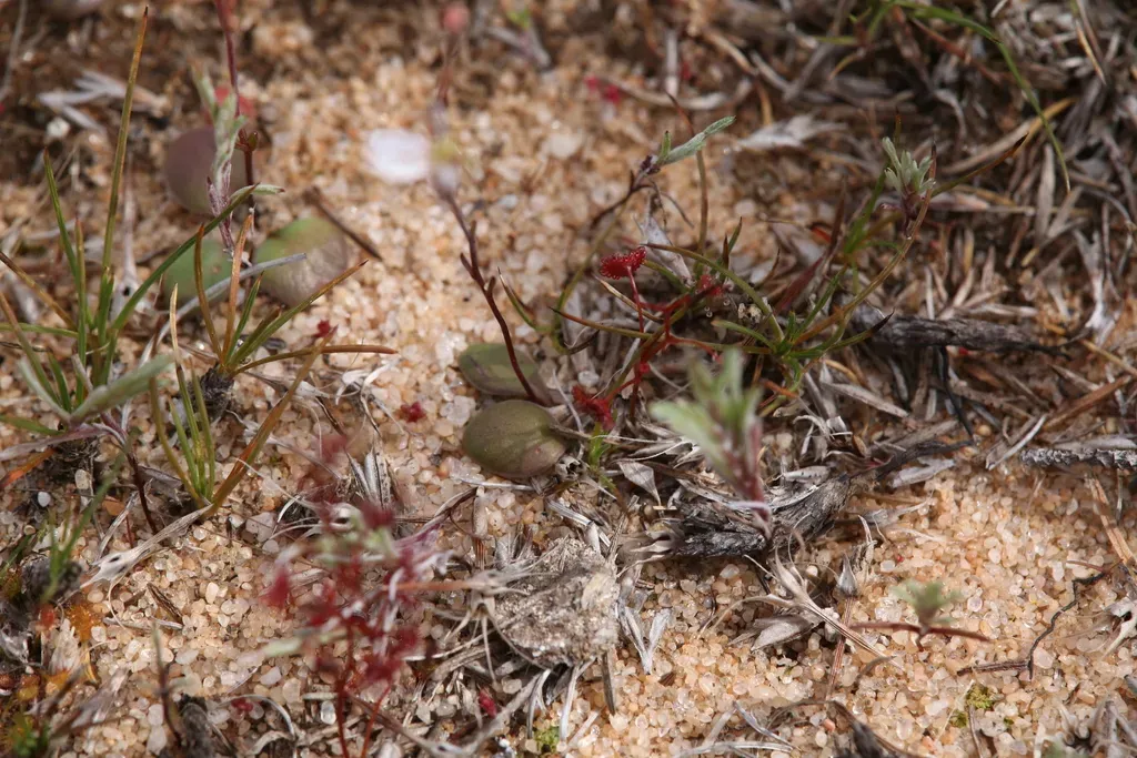 Stylidium Udusicola
