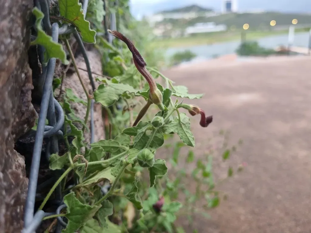 Wright's Dutchman's Pipe