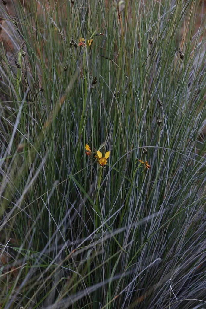 Diuris Carecta