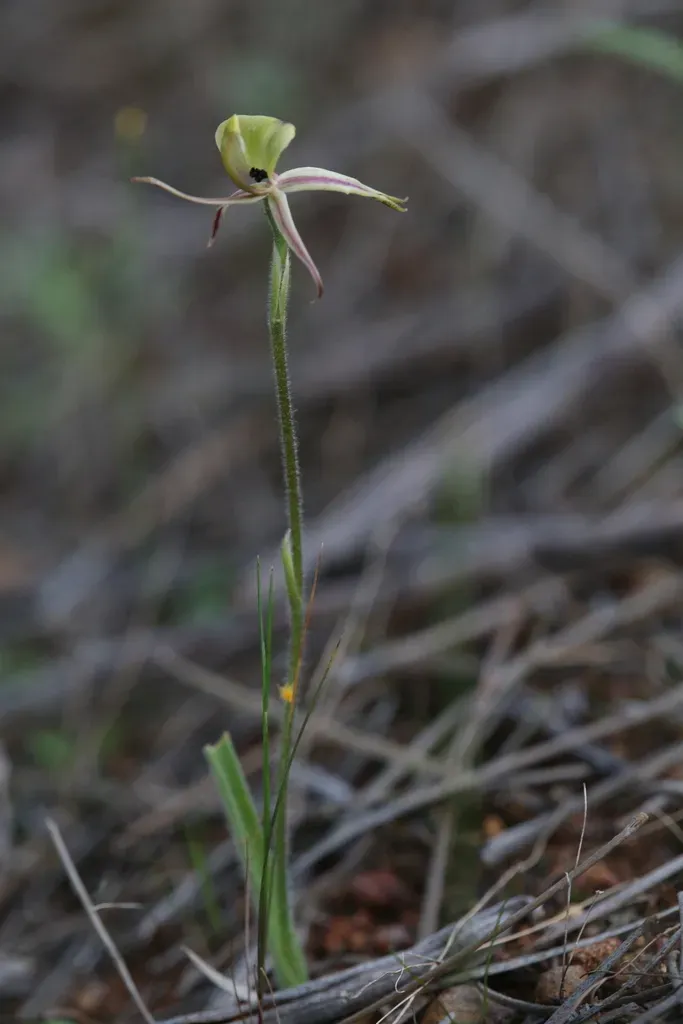 Ant Orchid