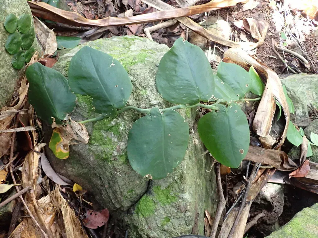 Pothos Ovatifolius