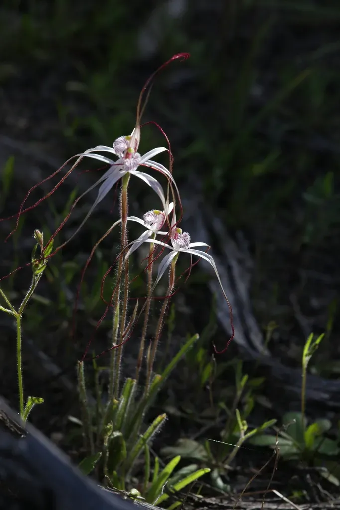 Caladenia Exilis