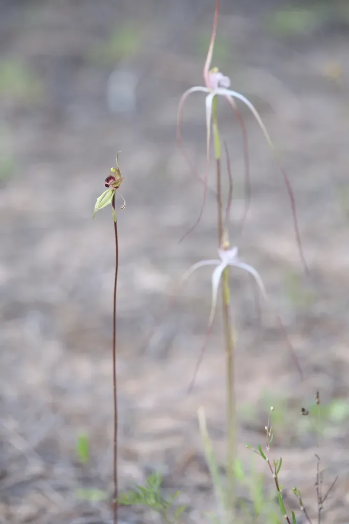 Caladenia Cristata