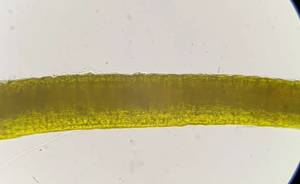 Curve-leaved Ditrichum