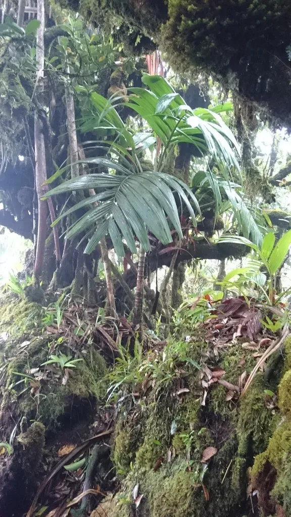 Roscheria Melanochaetes