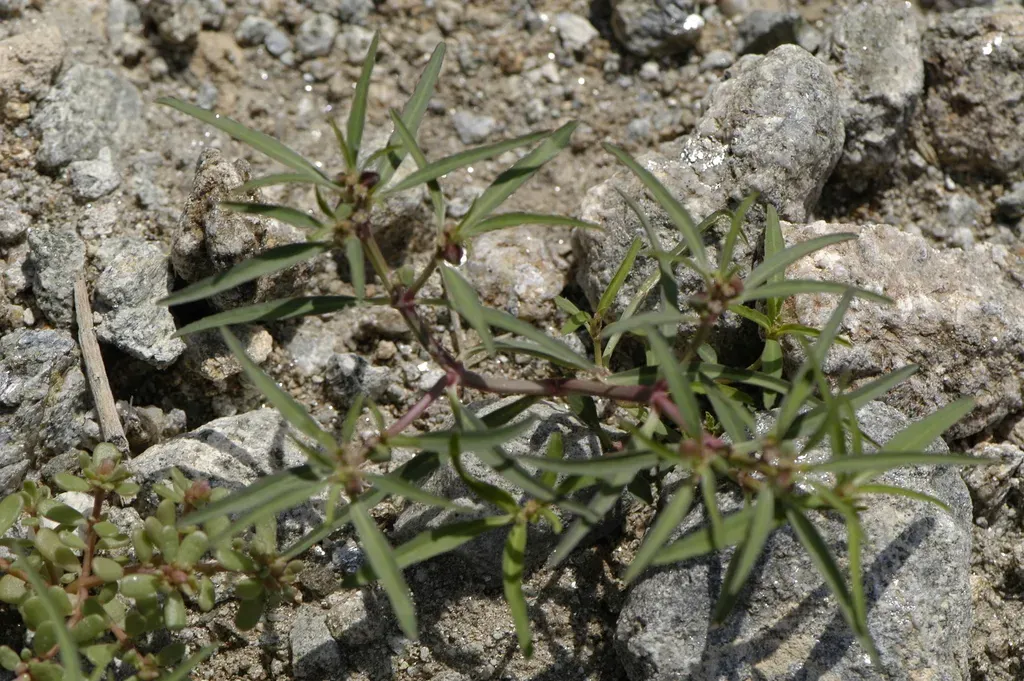Squareseed Spurge