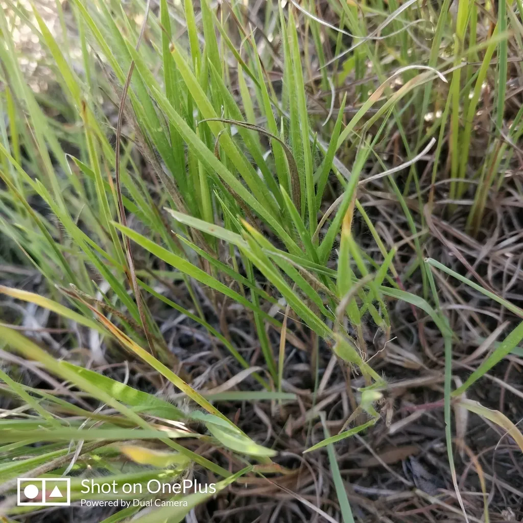 Wilcox's Panicgrass