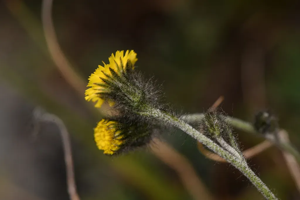 Slender Hawkweed