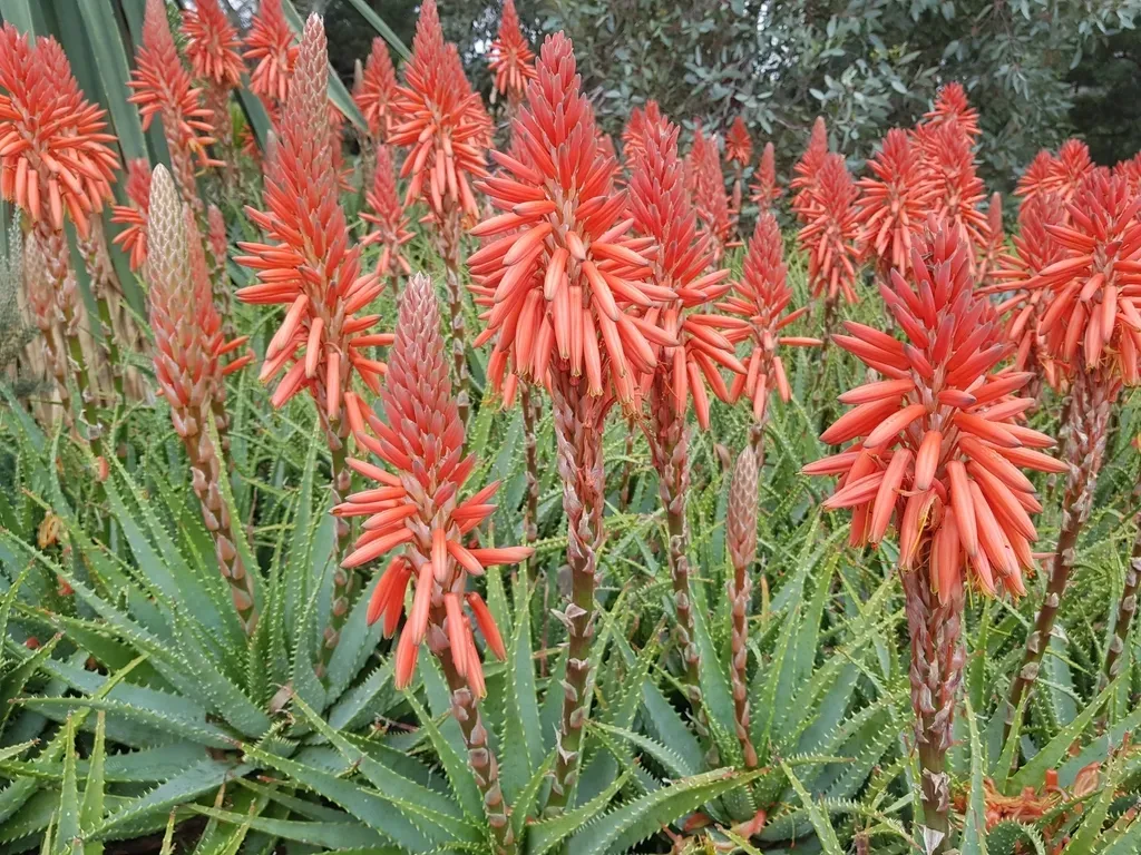 Spider Aloe