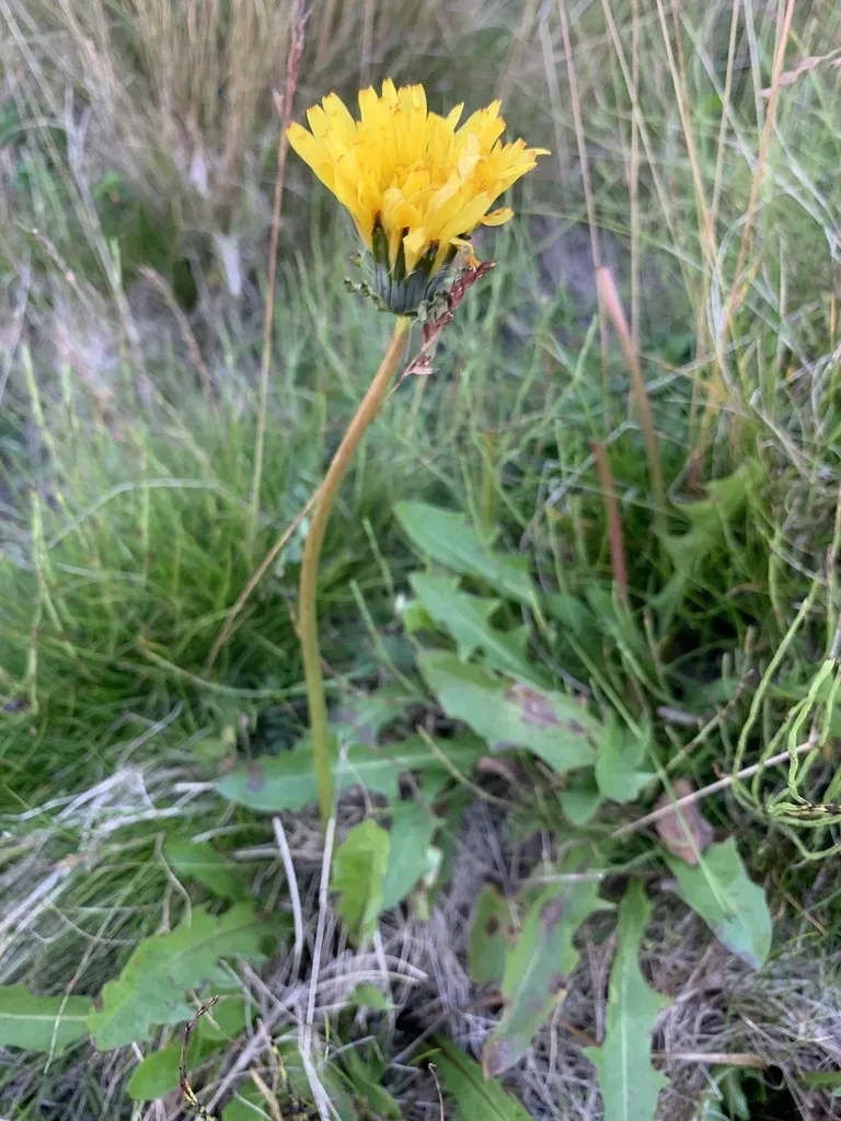 Taraxacum Macroceras