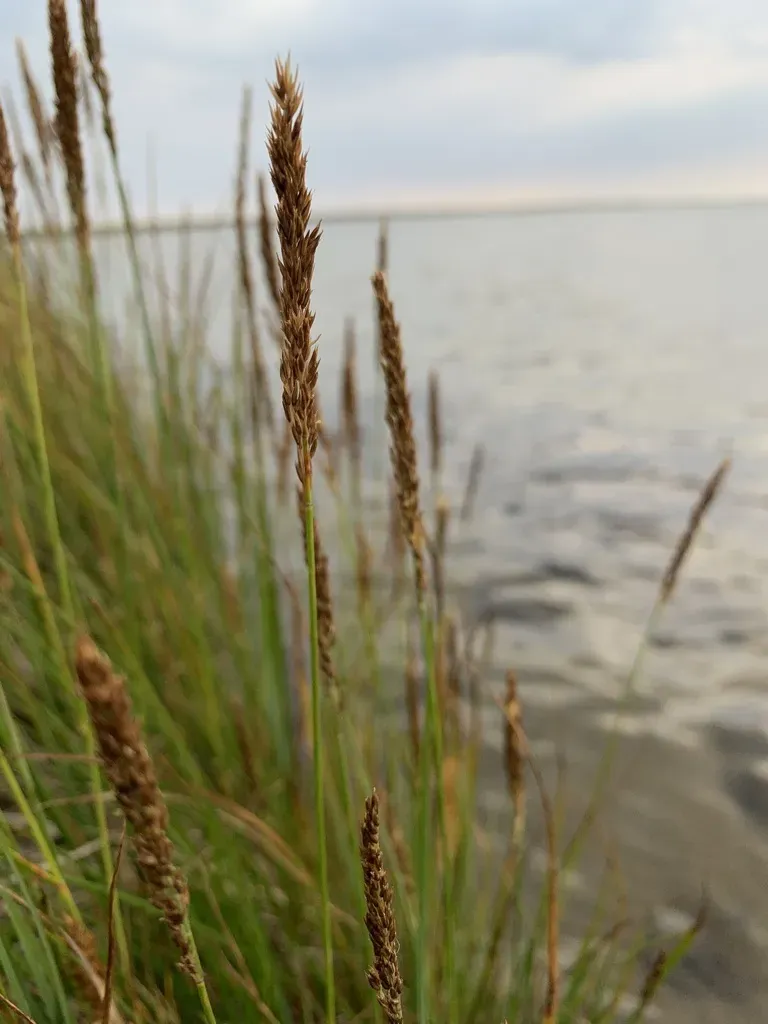 Holm's Small-reedgrass