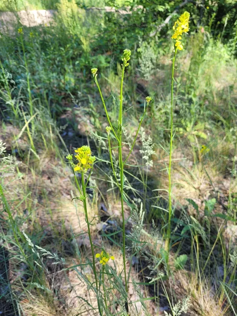Erysimum Quadrangulum