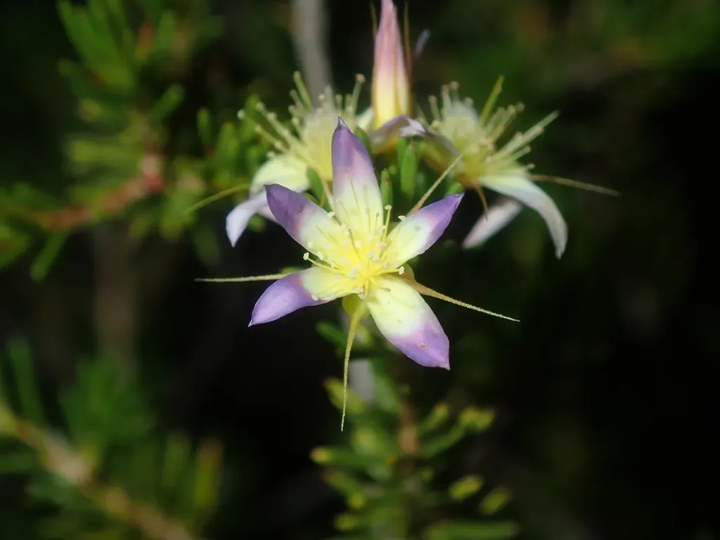 Calytrix Depressa