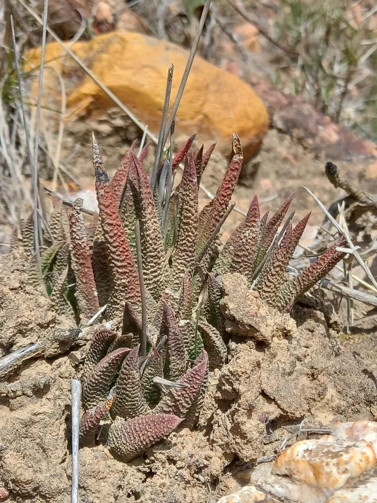 Crude Haworthia