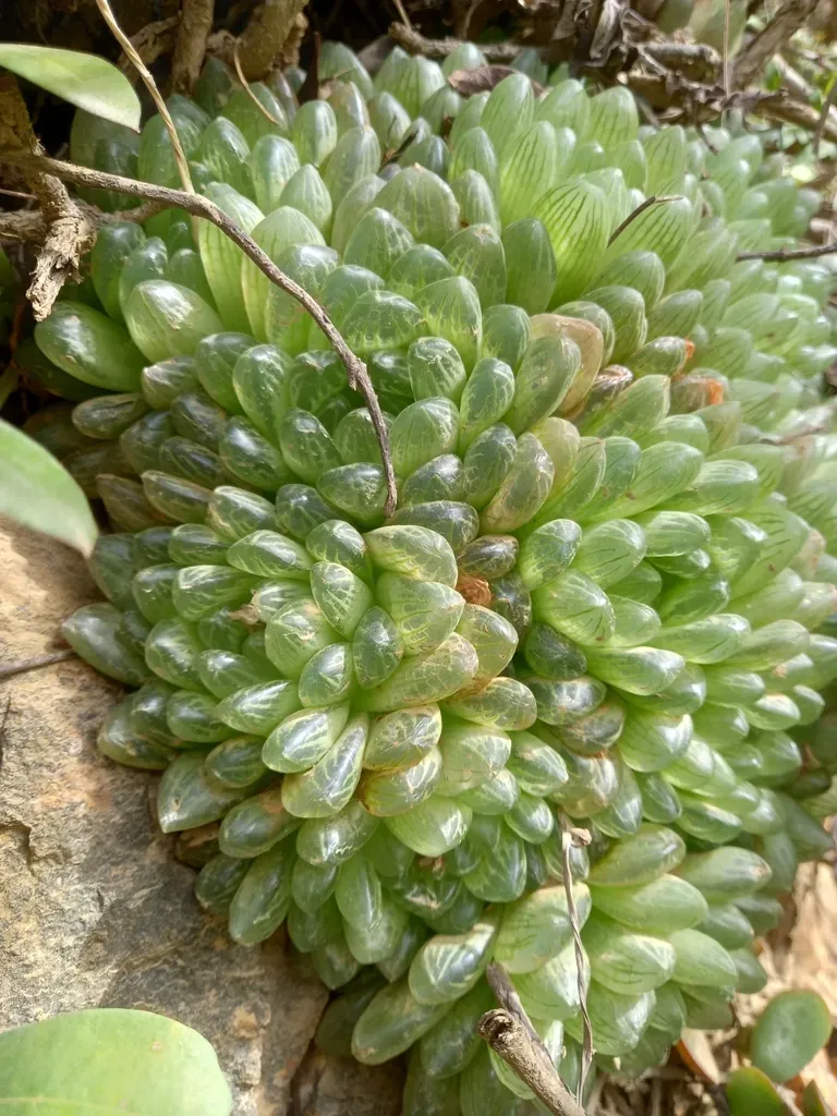 Balloon Haworthia