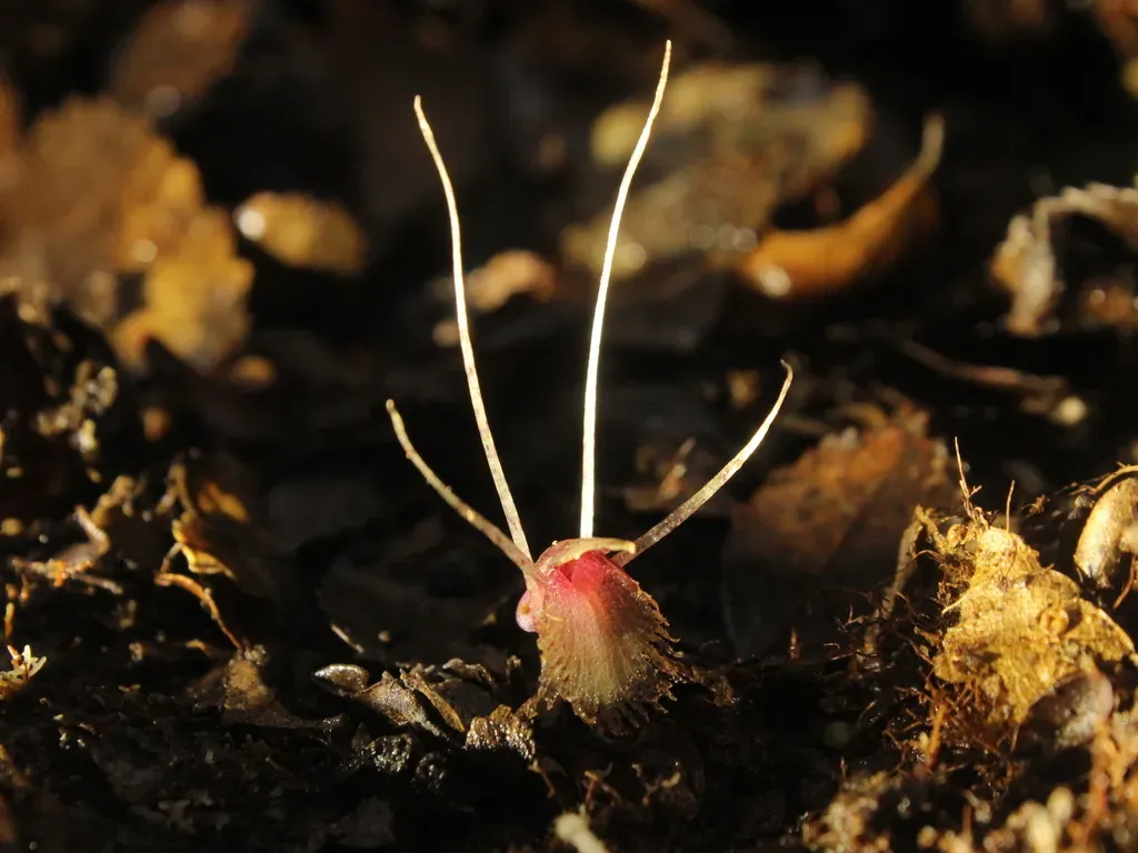 Corybas Cryptanthus