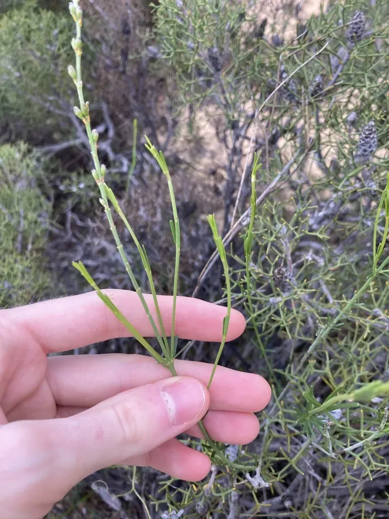 Sphaerolobium Gracile