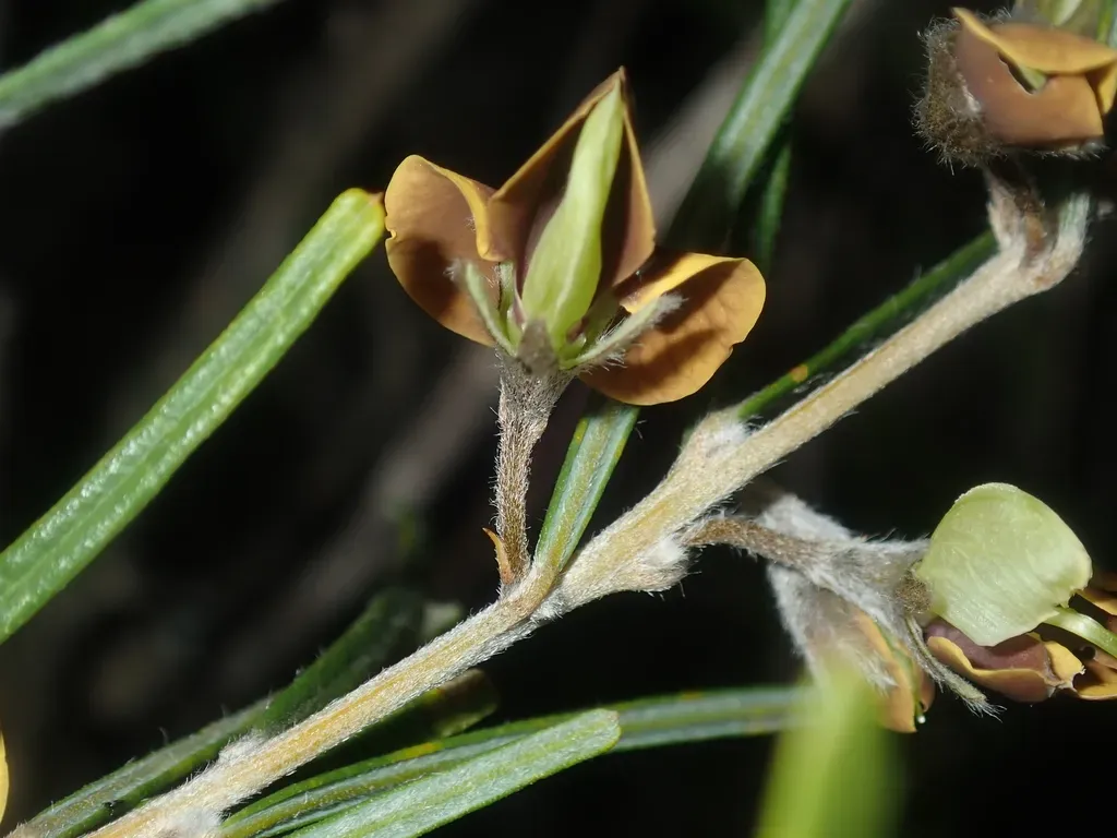 Cristonia Stenophylla