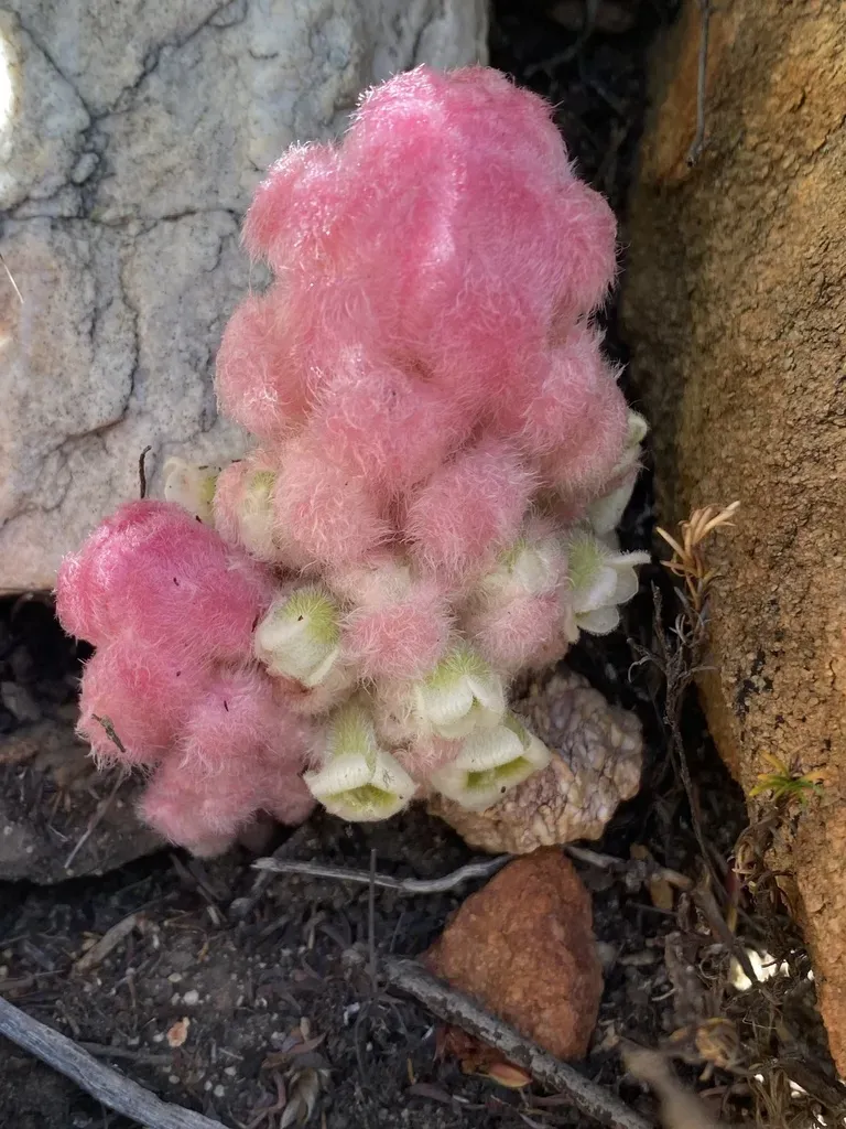 Candyfloss Inkflower