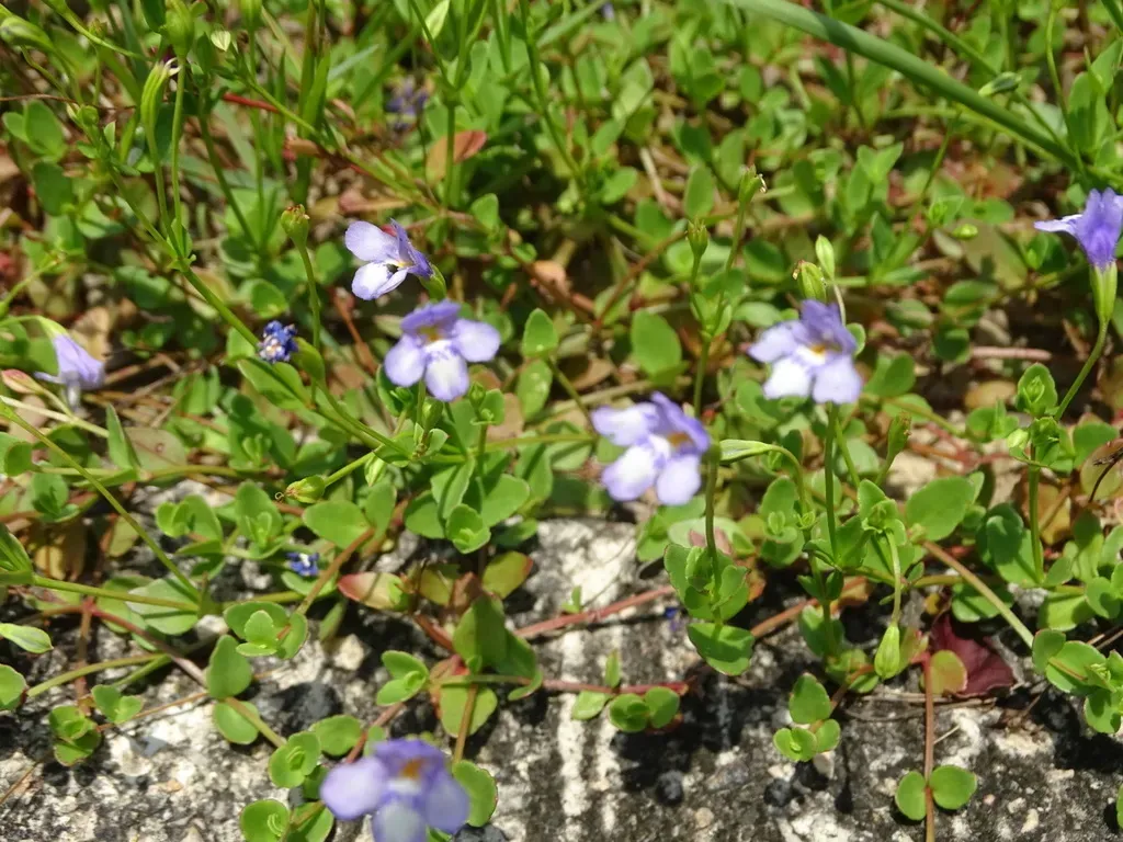 Oblong False Pimpernel