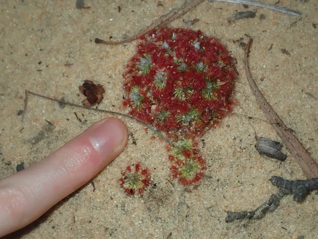 Drosera Rechingeri