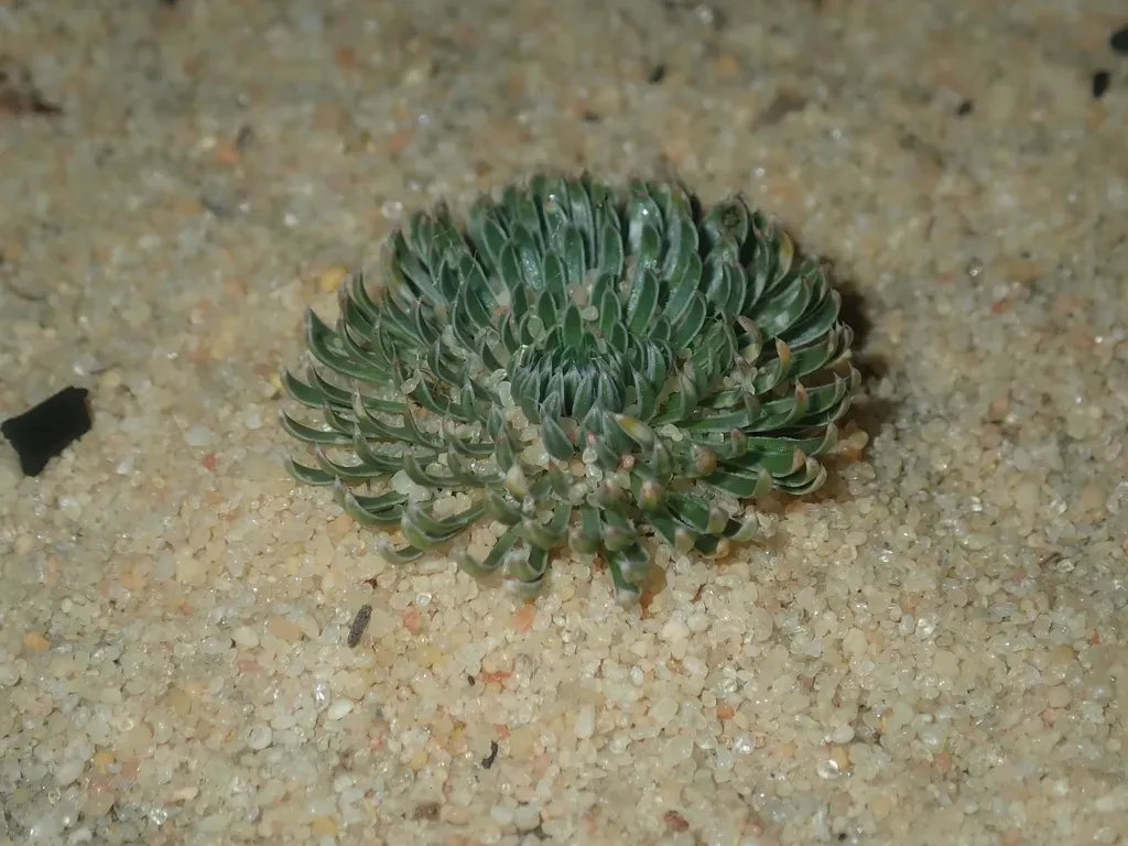 Stylidium Ponticulus