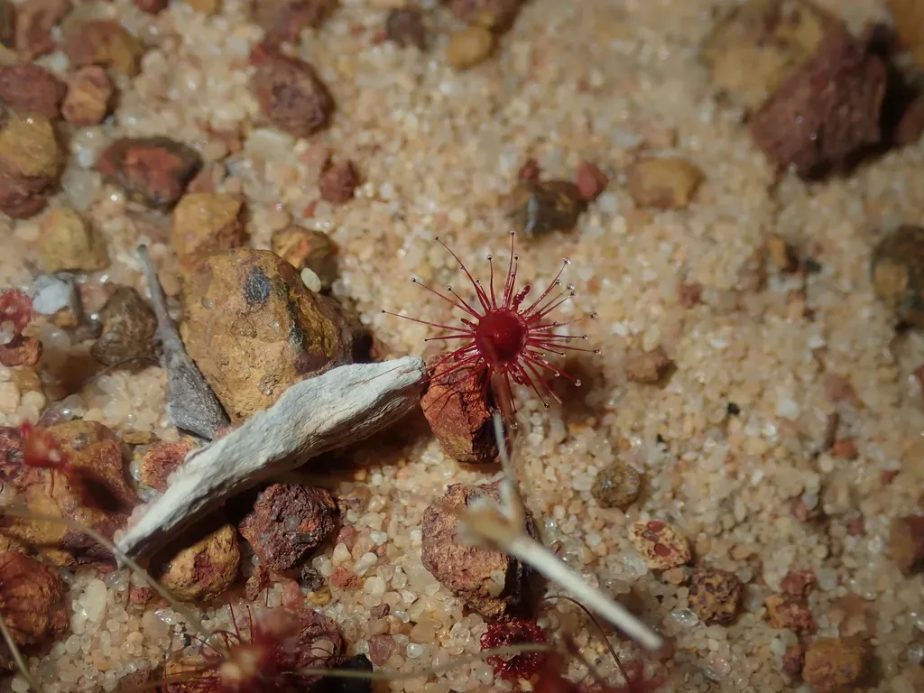 Drosera Thysanosepala