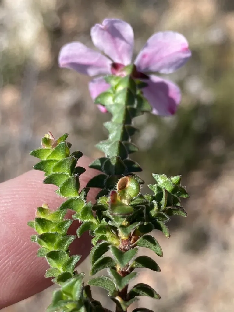 Outeniqua Porcelainflower