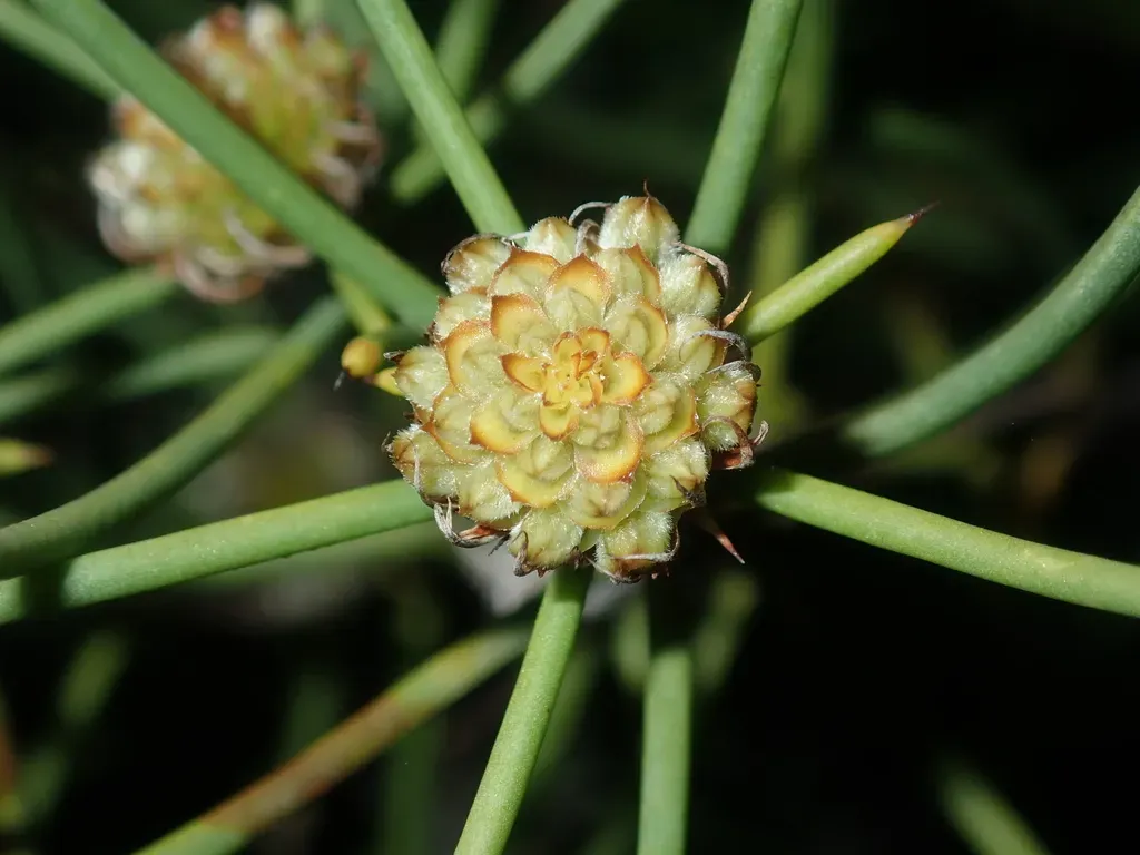 Petrophile Pilostyla