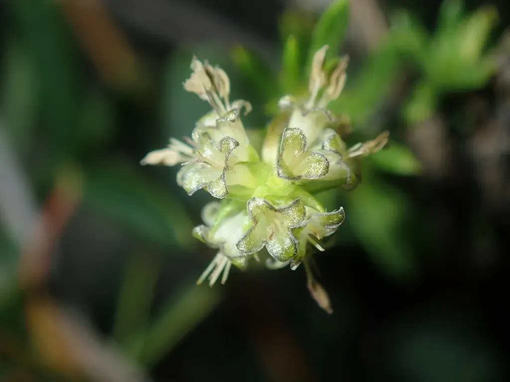 Opercularia Spermacocea