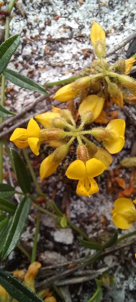 Rhynchosia Smithiana