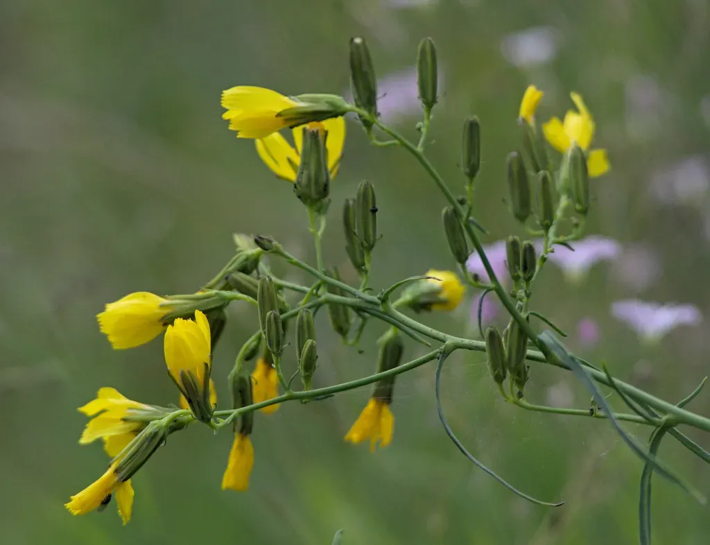 Crepidifolium Tenuifolium