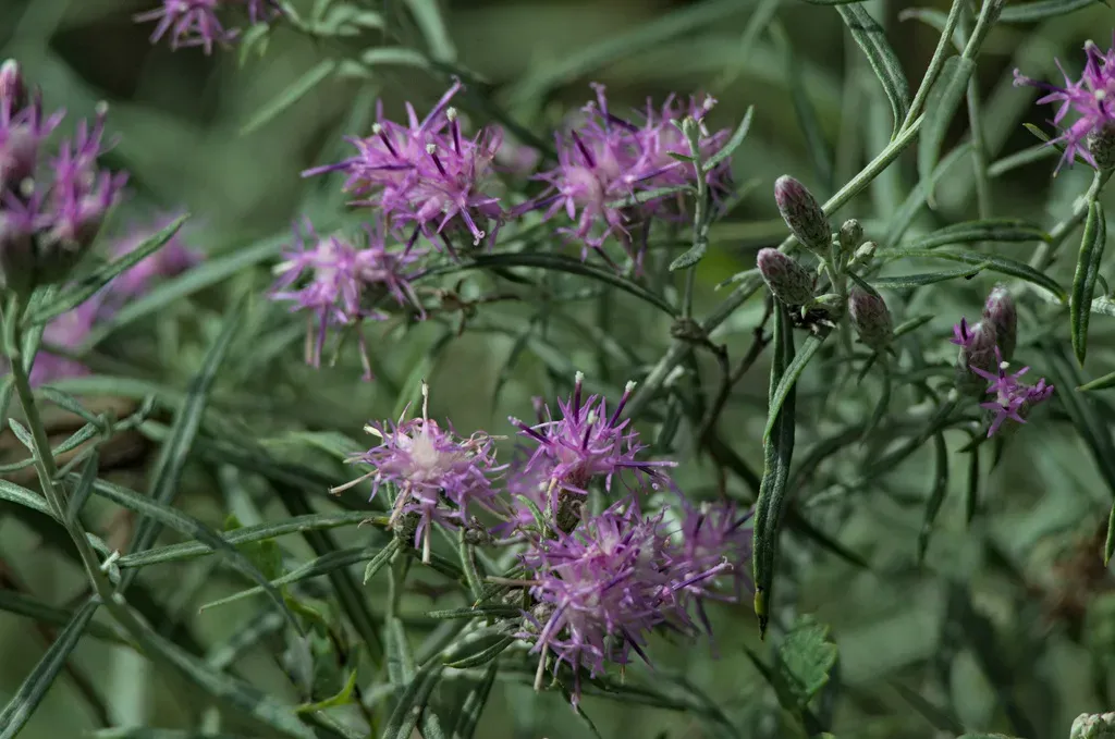 Saussurea Salicifolia