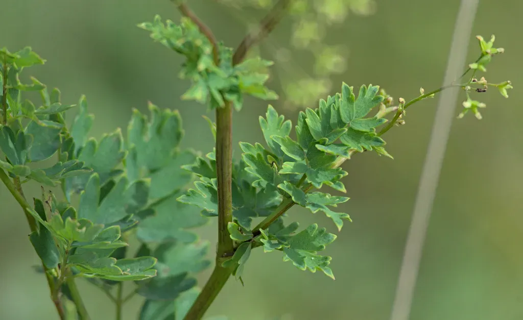 Simple Meadow Rue